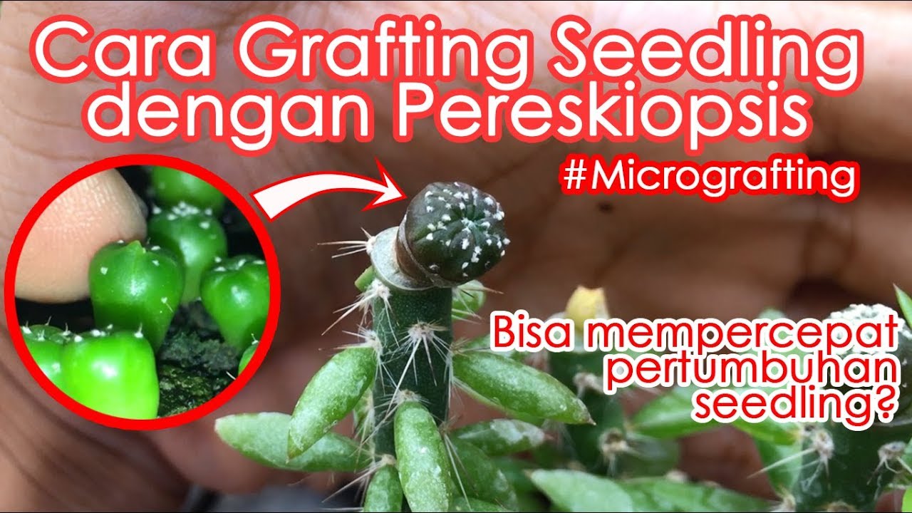 Cara Grafting dengan Pereskiopsis (Grafting Seedling)