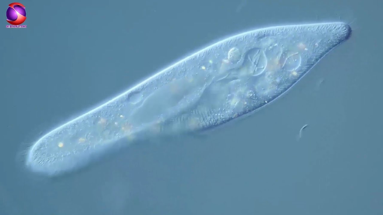 Paramecium | Study of Protozoa with characteristics, classification, and examples