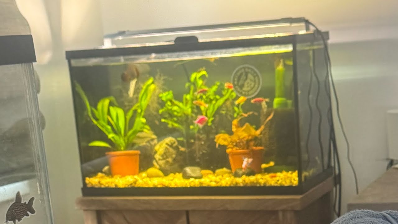 Topfin 10 Gallon Fish Tank 4 Month Review 