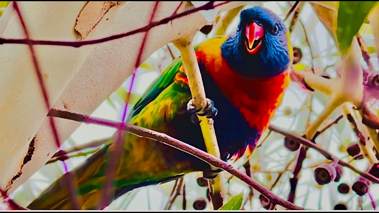 #asmr #The Beauty of Rainbow Lorikeets and Their Authentic Natural Calls #16march #2026