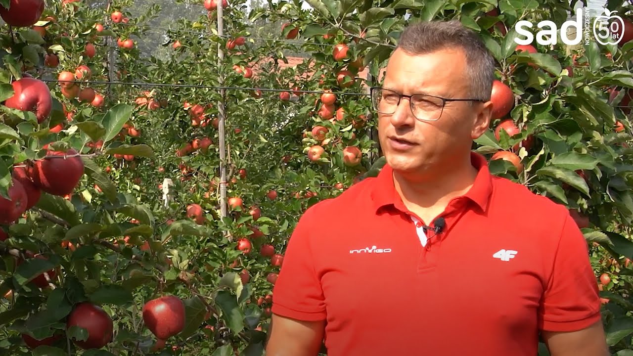 Co zrobić z jabłkami z 2022? Sprzedać teraz czy przechowywać?