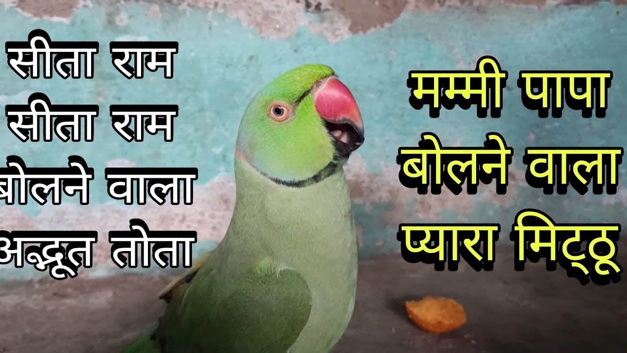 Parrot talking sita ram🚩🙏parrot talking mummy papa😱🦜सीता राम बोलने वाला तोता🙏🚩मम्मी पापा बोलने वाला🦜