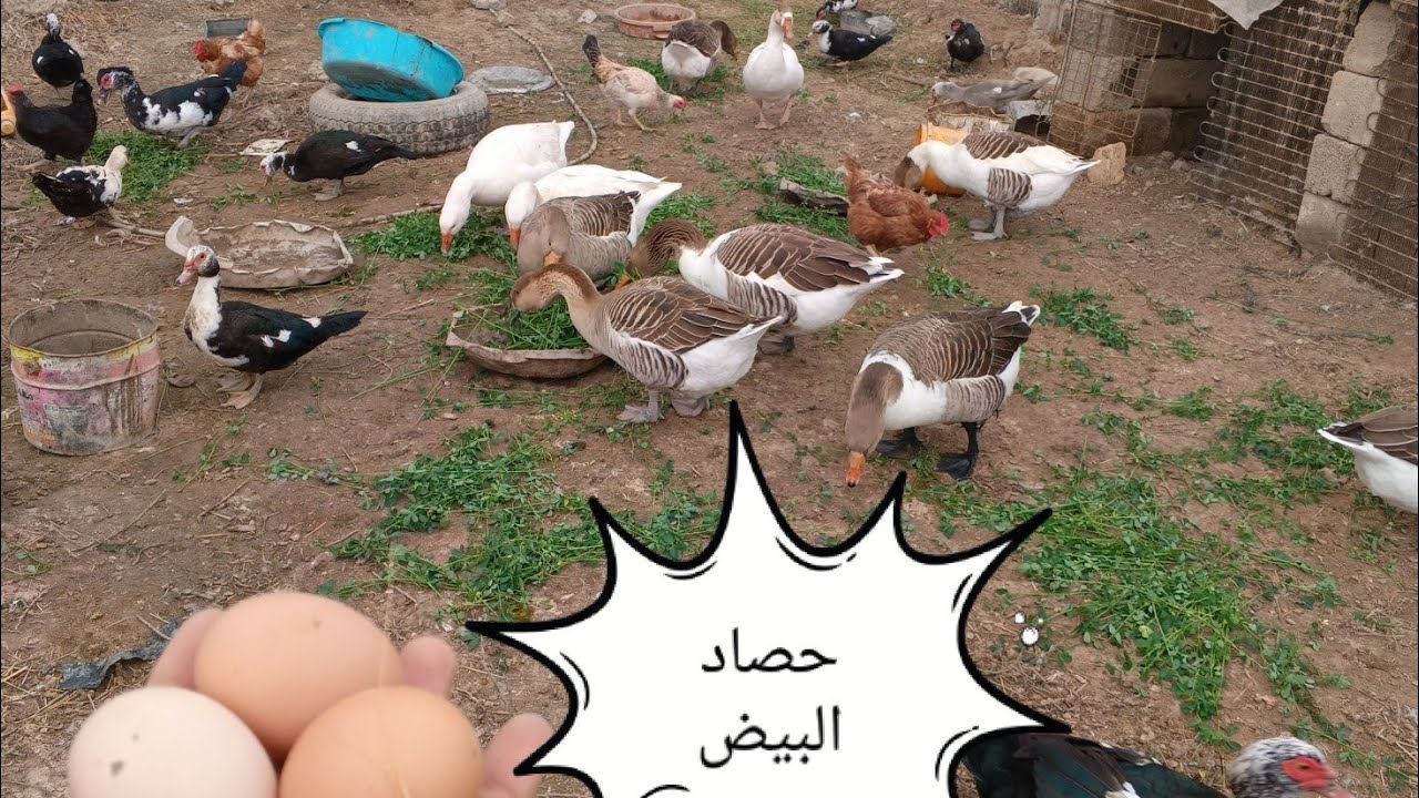 حط لايك و اشتراك إذا أعجبك الفيديو او مشاهده ممتعه 🐓🦢❤️
