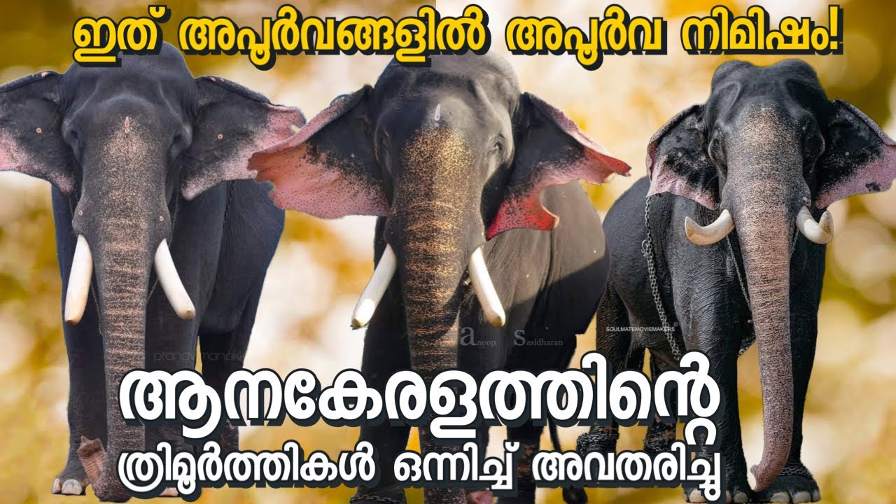പാമ്പാടിയും ശിവരാജുവും അയ്യപ്പനും ഒരുമിച്ച അപൂർവ നിമിഷം!വിസ്മയിപ്പിച്ച് അനിയൻ മാരാരുടെ പഞ്ചാരിമേളം