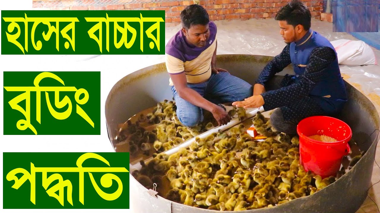 প্রথম দিনে হাসের বাচ্চার বুডিং ব্যবস্থাপনা | যেভাবে হাঁসের বুডিং করবেন | How to do duck budding