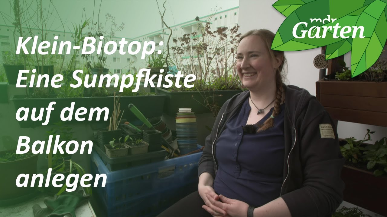 So wachsen Sumpfpflanzen im Balkonkasten | MDR Garten