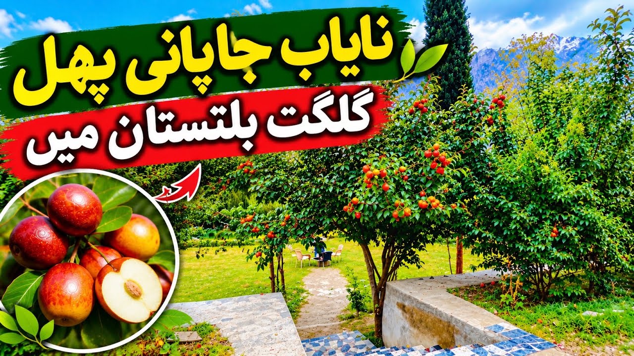 Rare Japanese Fruit in Gilgit-Baltistan, Pakistan 🇵🇰 | Shumali Vlogs 