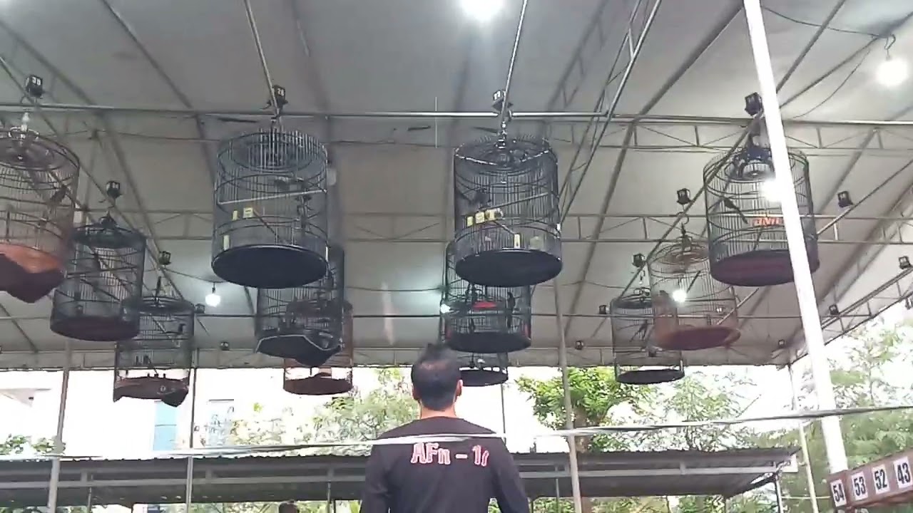 Pancing murai batu malas bunyi