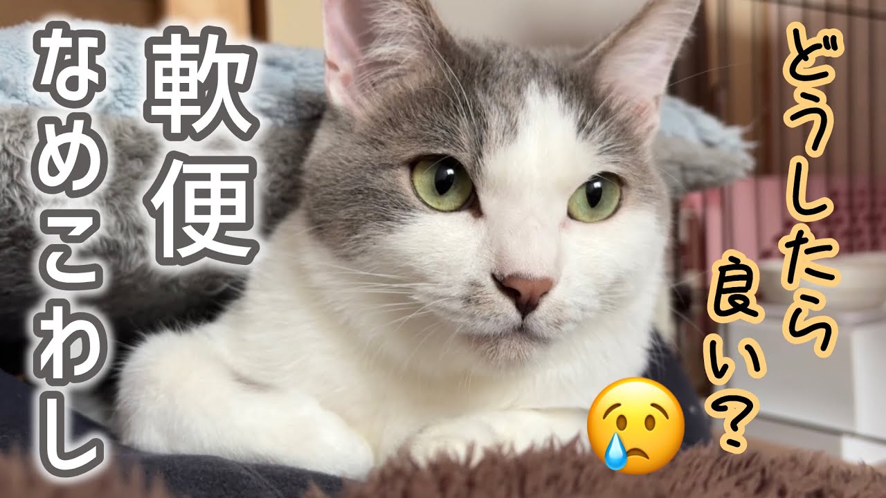 【元野良猫】軟便と『なめこわし』が続いている猫｜改善策を探しています🙇‍♀️