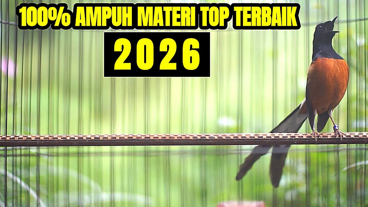 MASTERAN MURAI BATU FULL TEMBAKAN MEWAH BONGKAR MATERI TERBAIK 2026