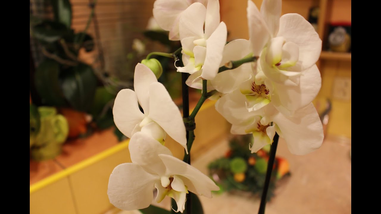 Storczyki [KuchniaRenaty]