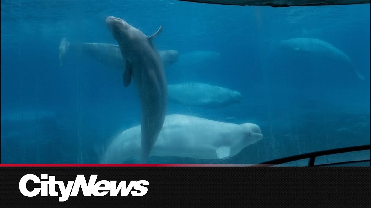 Nova Scotia government approves project to build whale sanctuary on the coast