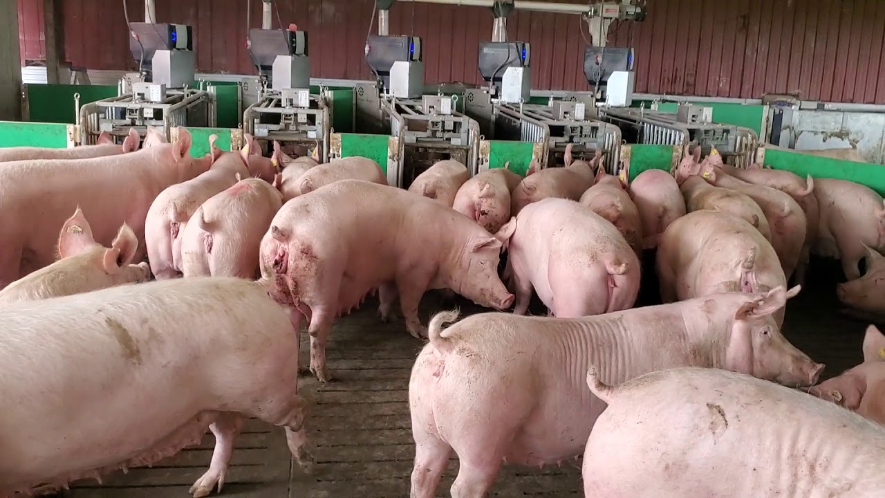 Nedap Dry Sow Barn, during feeding.