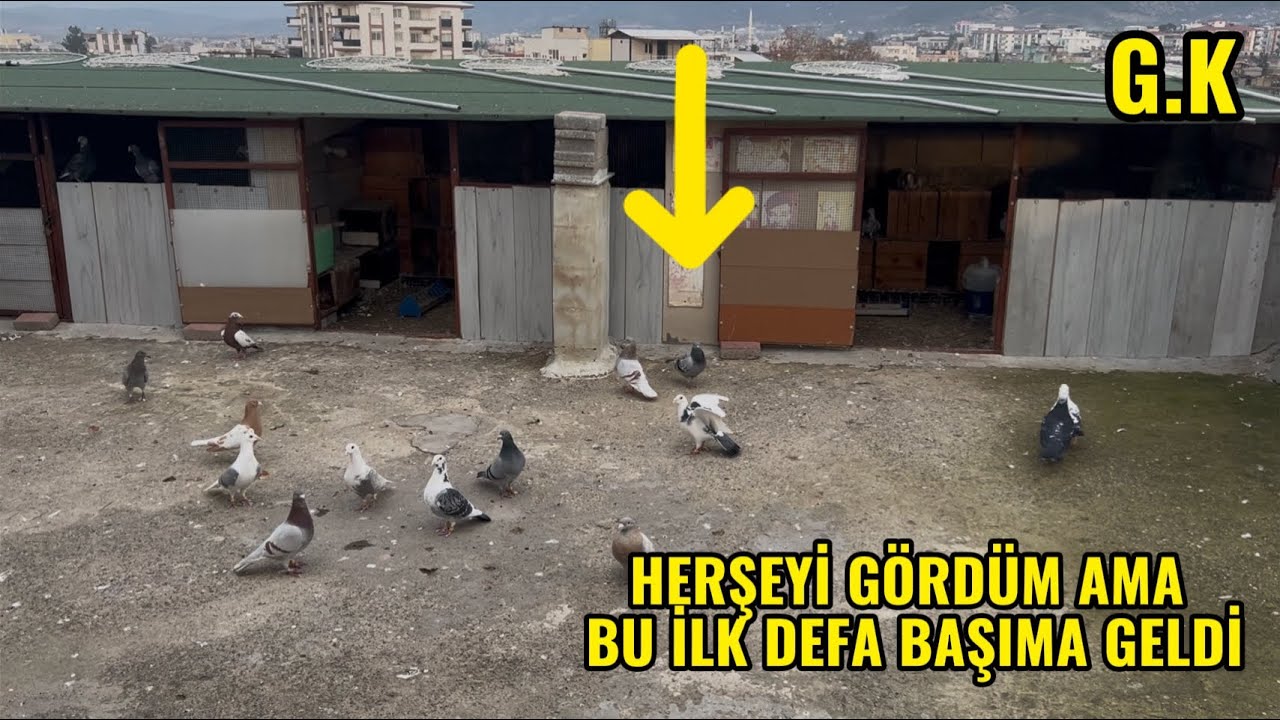 HERŞEYİ GÖRDÜM AMA BU BAŞIMA İLK DEFA GELDİ. #güvercin #kuslar #osmaniye #birds 