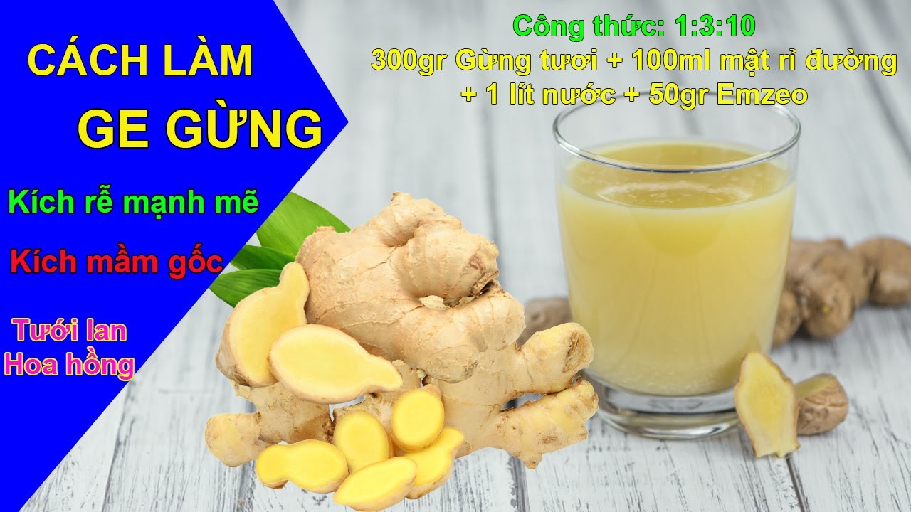 Hướng dẫn cách làm GE gừng tưới lan | GE gừng kích rễ cho lan | GE gừng có tác dụng gì ?