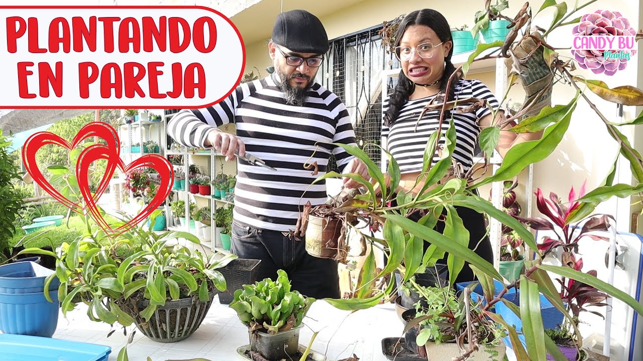 Trasplantando PLANTAS CARNÍVORAS con mi esposo │Candy Bu