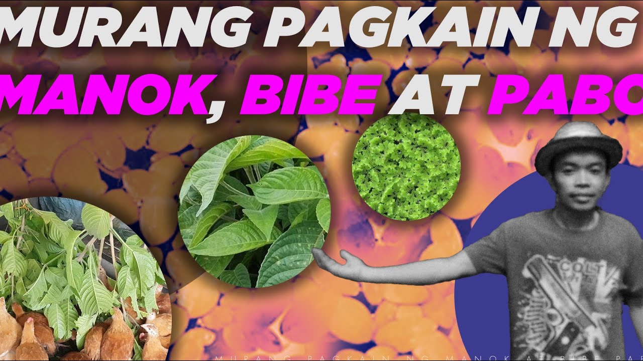 Murang Pagkain ng Manok Bibe at Pabo (ML Farming Duck) #backyardfarming #pato