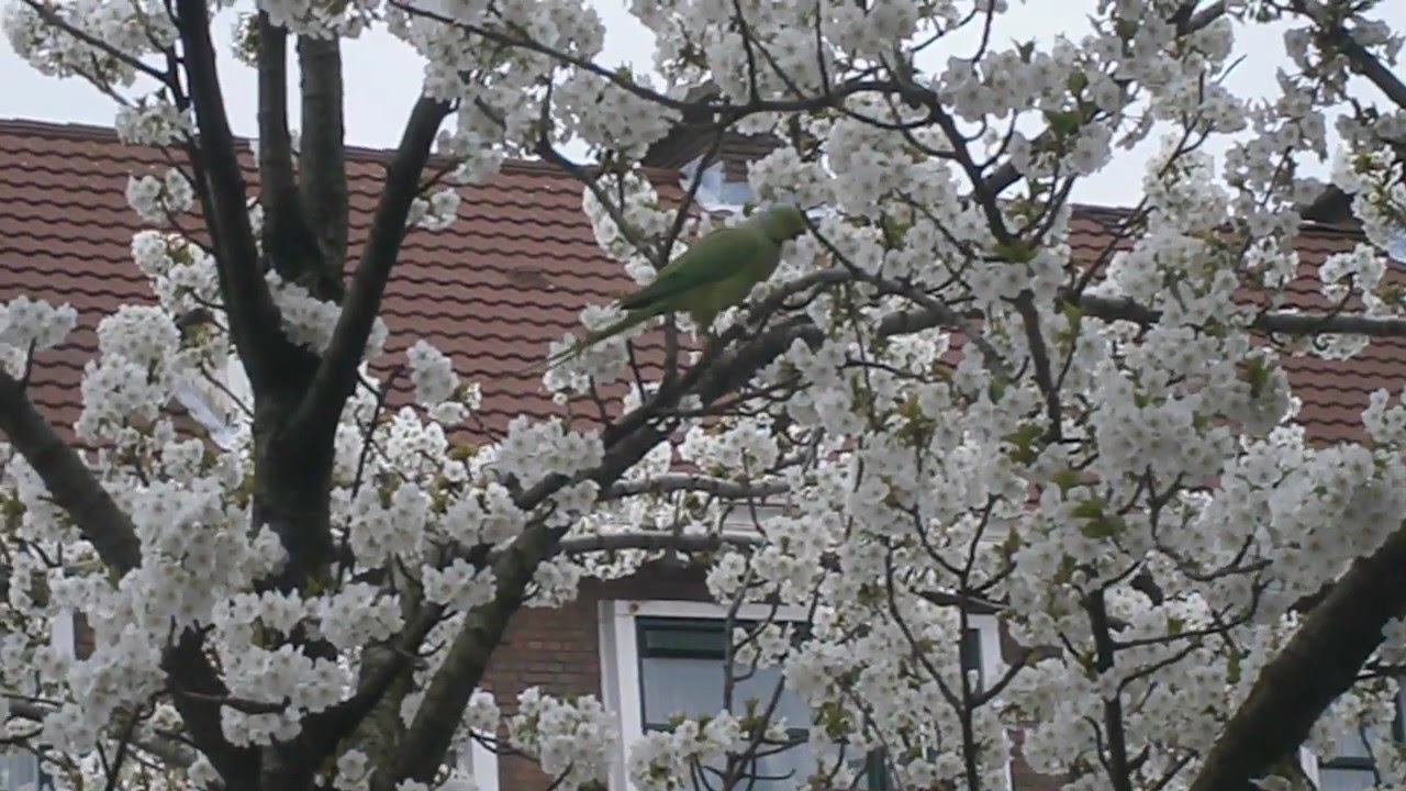 Halsbandparkiet in bloesem