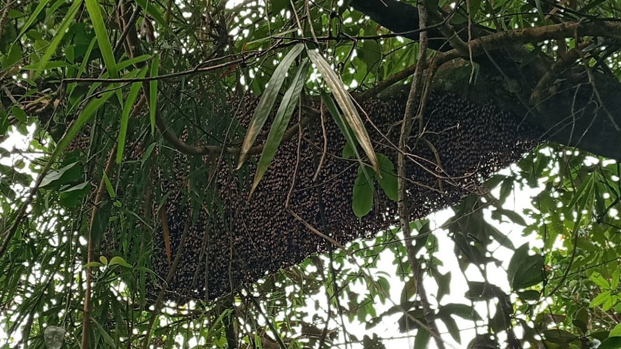 Panen 2 sarang lebah lagi di satu pohon...#madumurni #apisdorsata