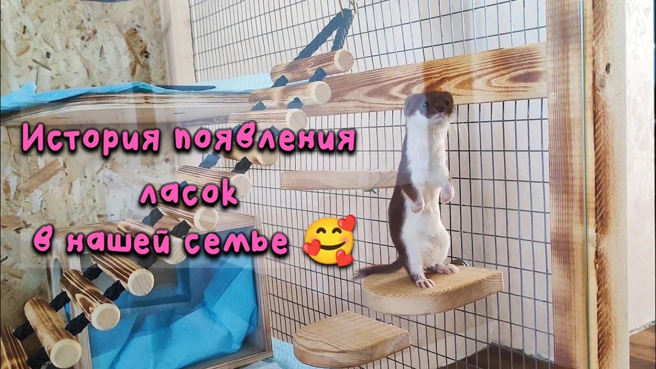 История появления ласок в нашей семье 🥰