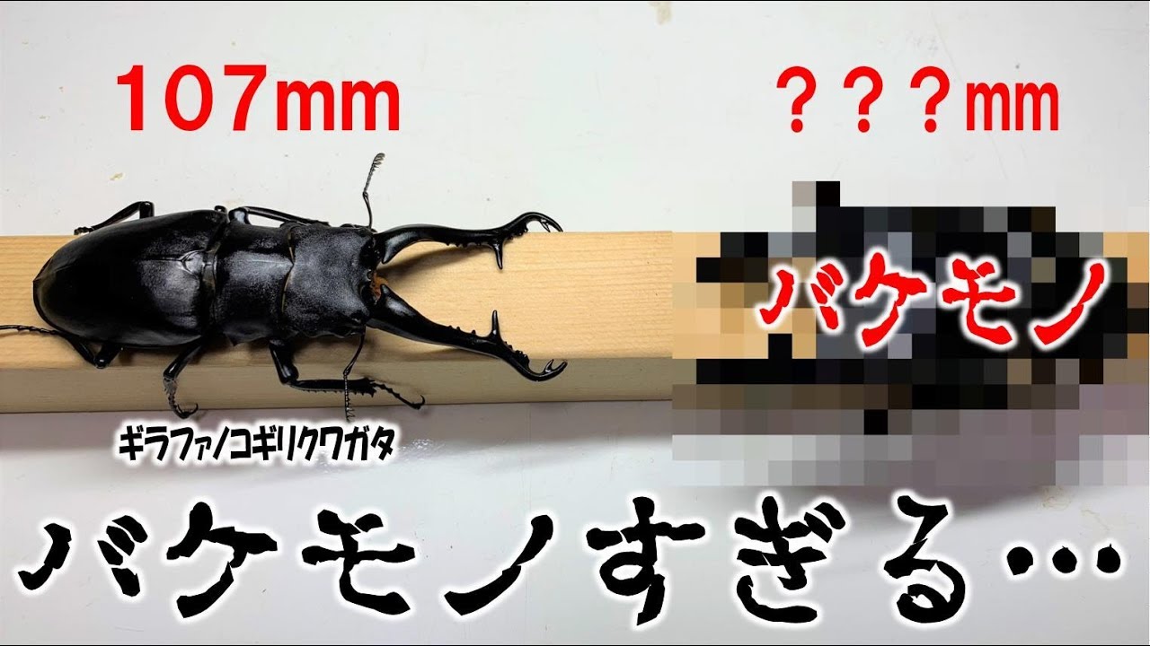 カブトムシ＋クワガタ　107mmのギラファがちっちゃく見えるんだが…（くろねこチャンネル）