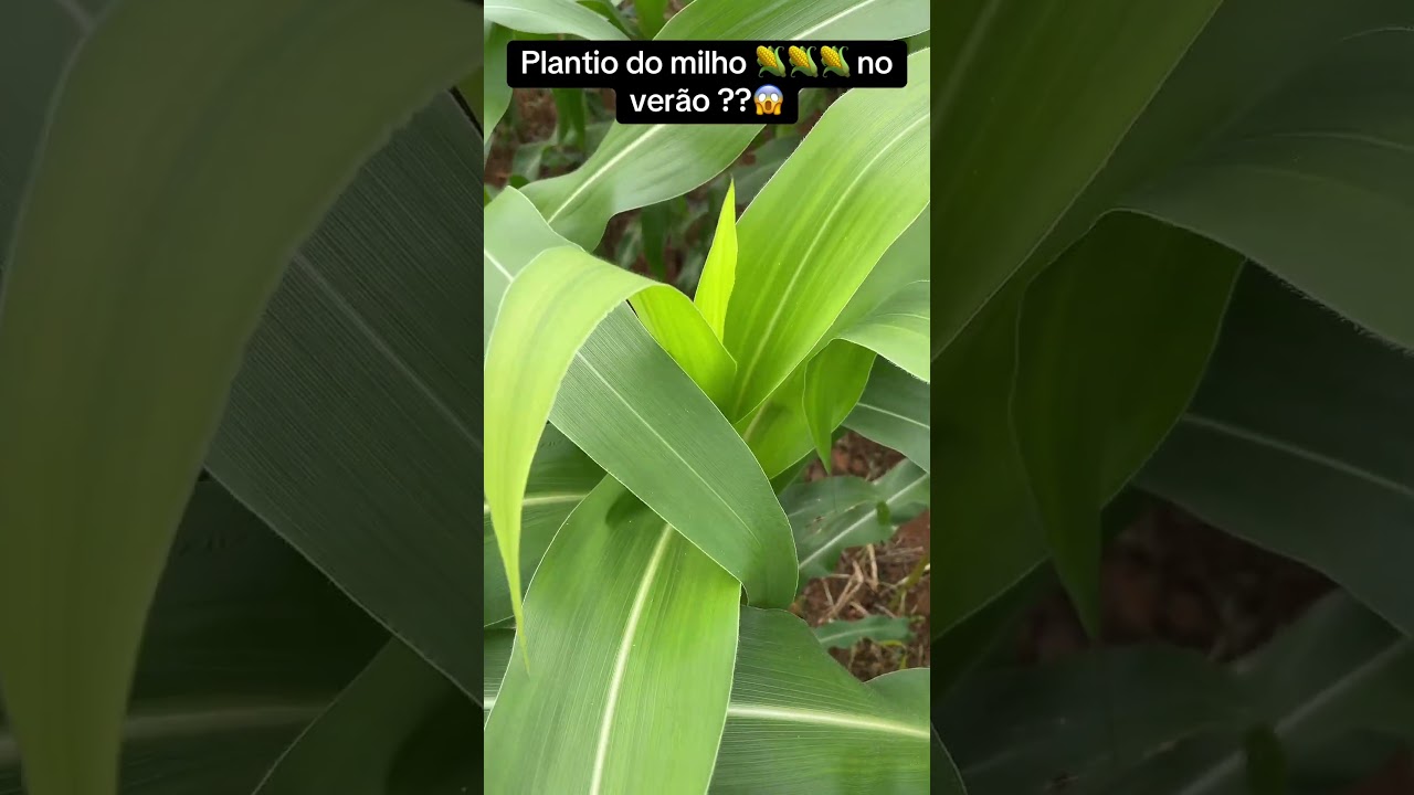 Plantio do milho 🌽 no verão !! 