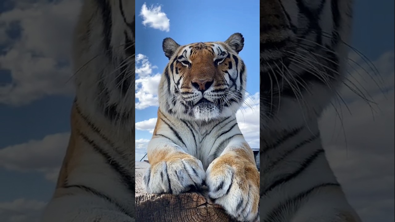 Adopted a baby tiger #animalrescue #saveanimals #wildliferescue #tiger #tigercub #shorts