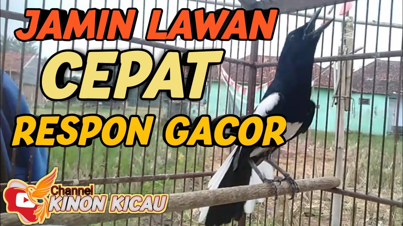 Suara Burung Kacer Bikin Lawan Emosi Gacor, Pancingan Kacer Agar Cepat Emosi Gacor, Ampuh