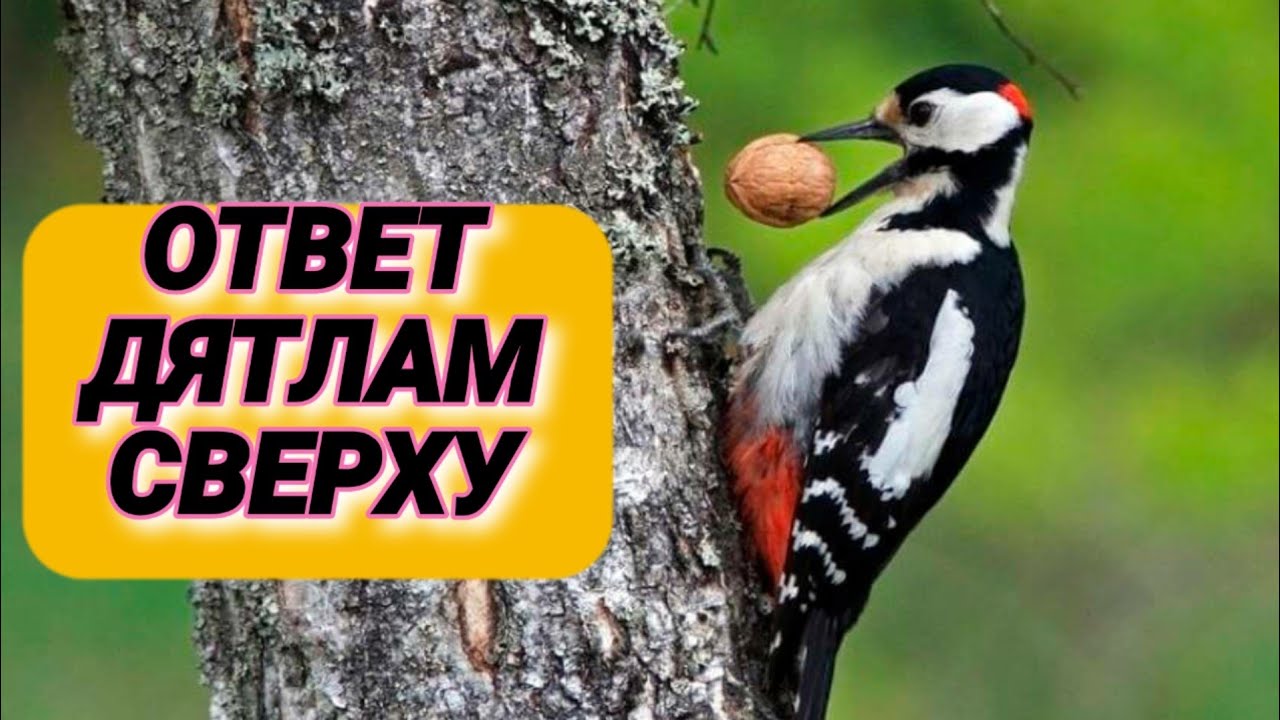 6. Стук для шумных соседей