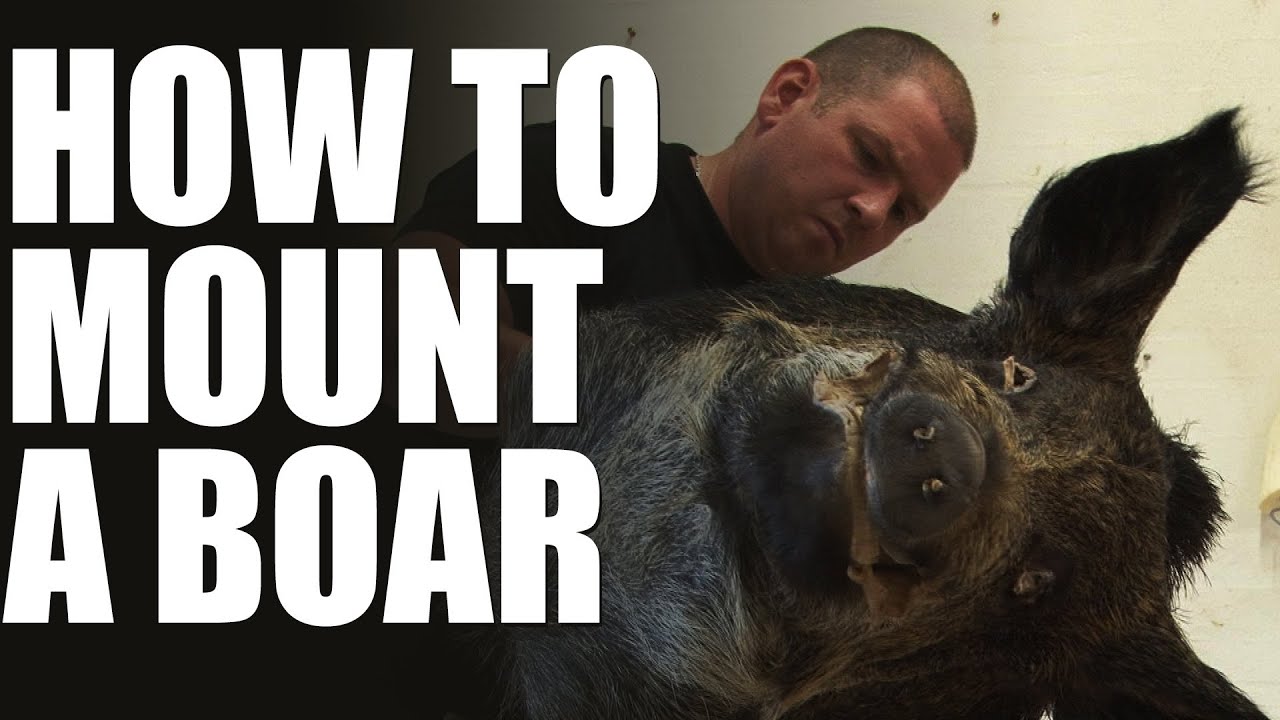 Max Hunt's taxidermist -  how to mount a wild boar head
