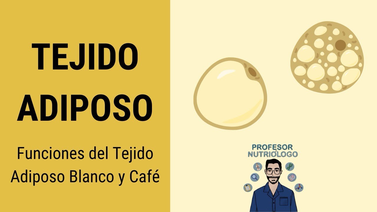 Funciones del Tejido Adiposo Blanco y Café (Explicación sencilla)
