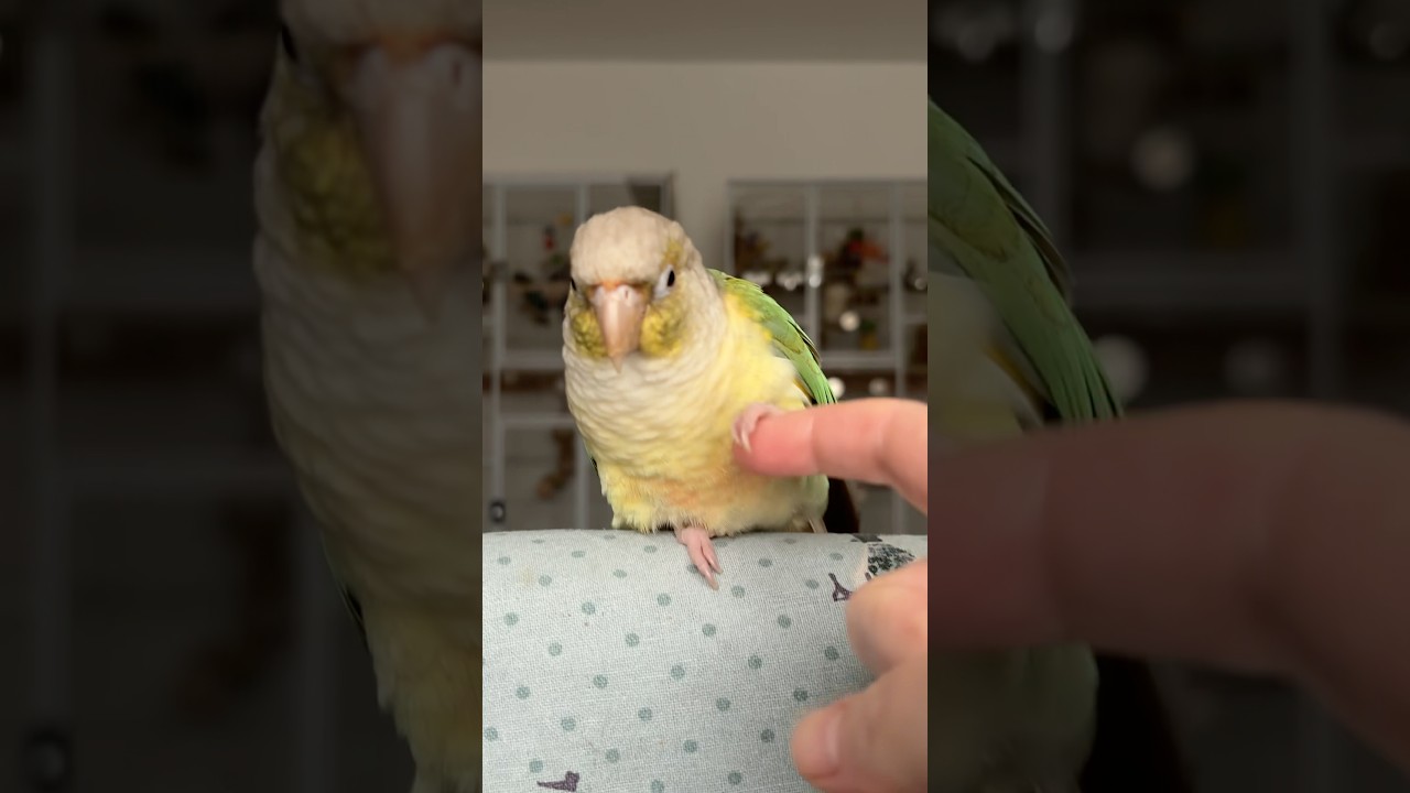 Green Cheek Conure Parrot Shakes Hands #conure #greencheekconure #parrots | BirdNerdSophie