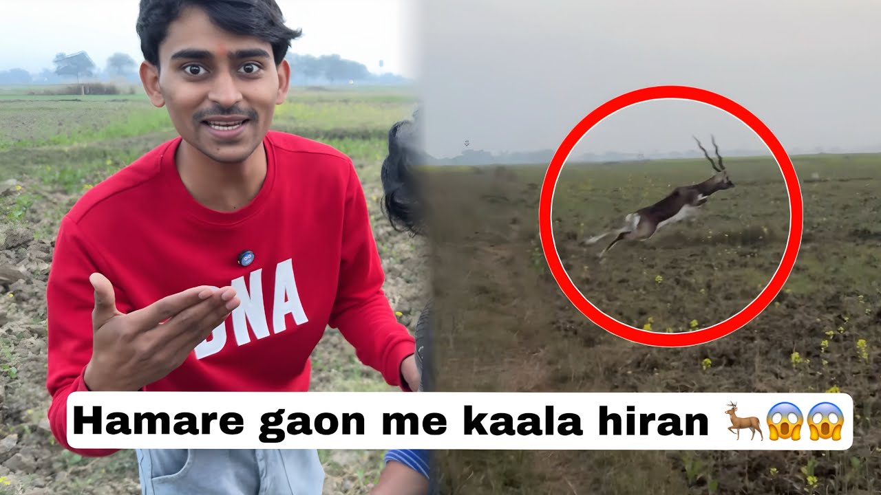 Hamare gaon me kaala hiran 🦌😱
