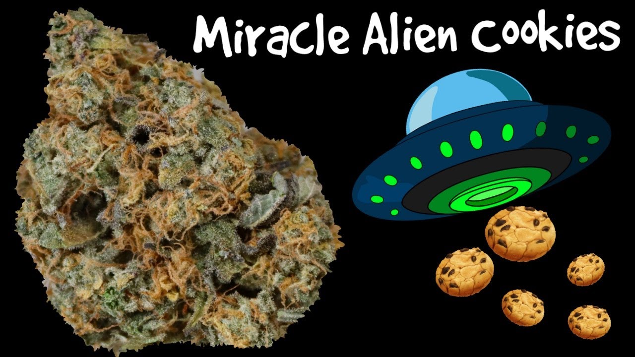 Miracle Alien Cookies OFFICIAL Strain Review