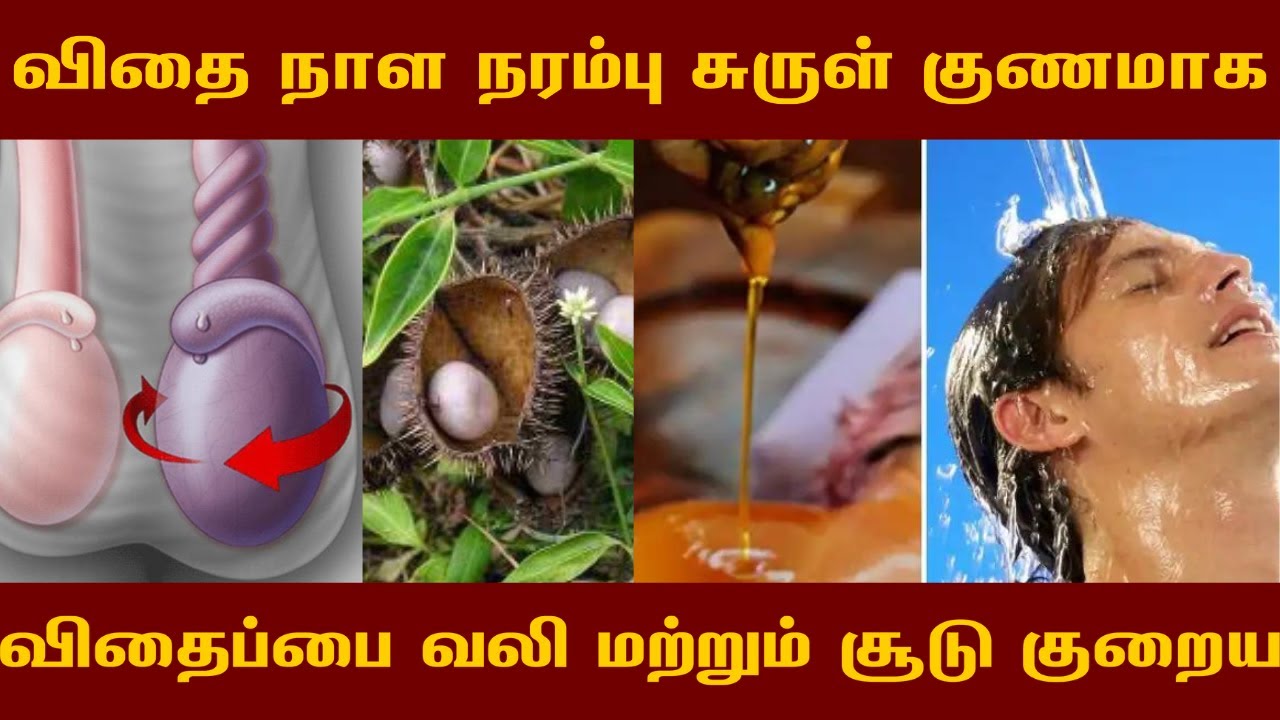 விதைப்பை வலி மற்றும் சூடு குறைய | உடல் பலவீனம் | வயிற்று எரிச்சல் | விதை நாள நரம்பு சுருள் குணமாக