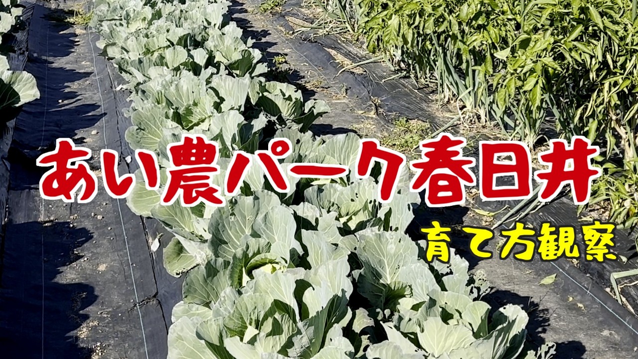 あい農パークでプランター栽培のヒントを探すの巻