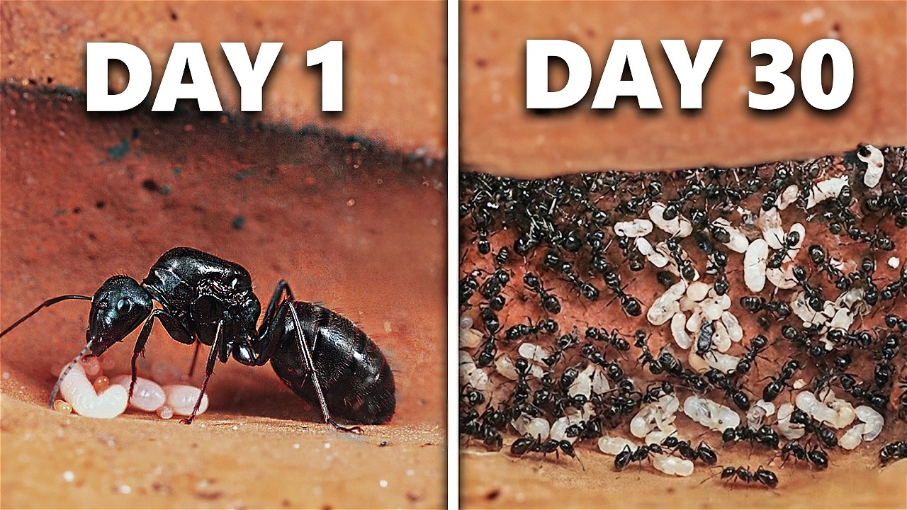 Simulating an Ant Colony For 30 Days