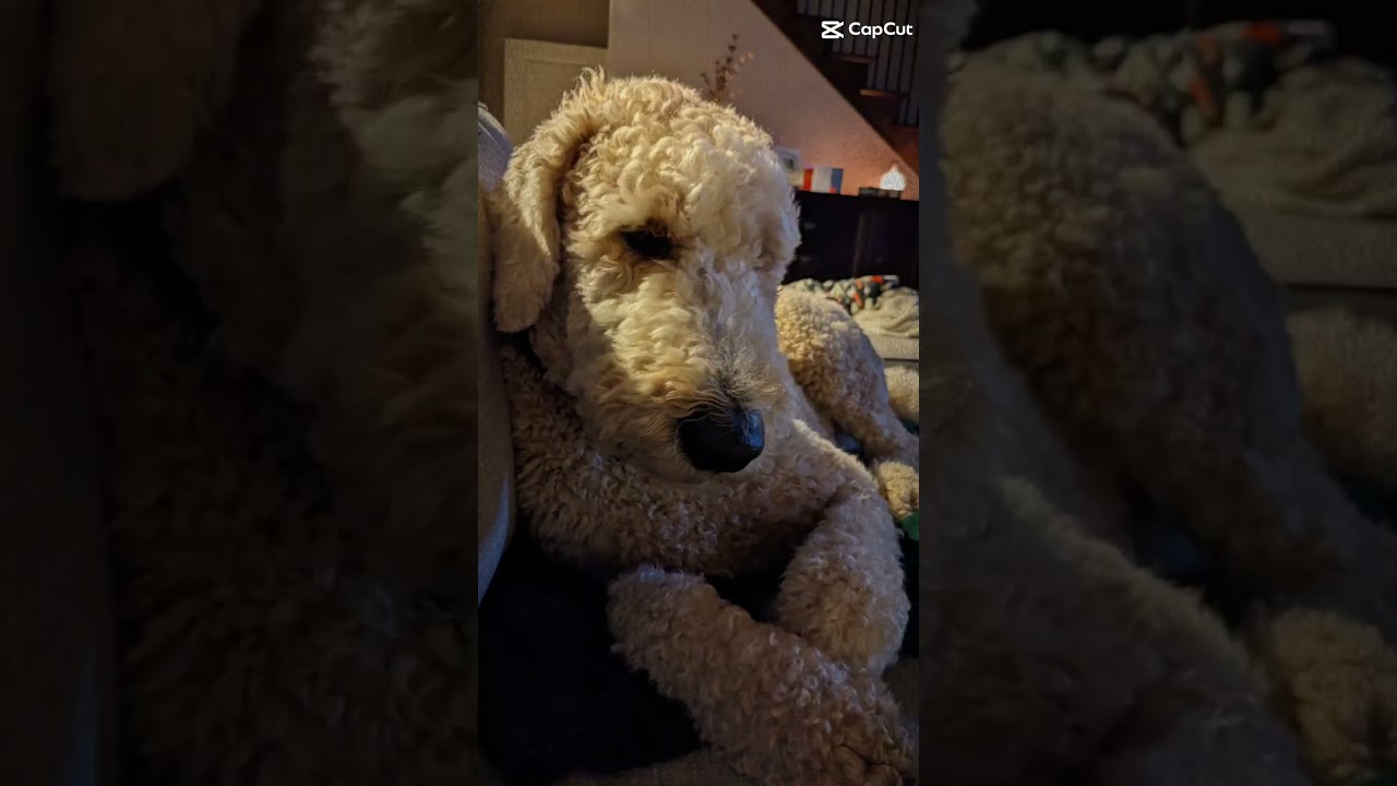 My best friend that is not a human is...