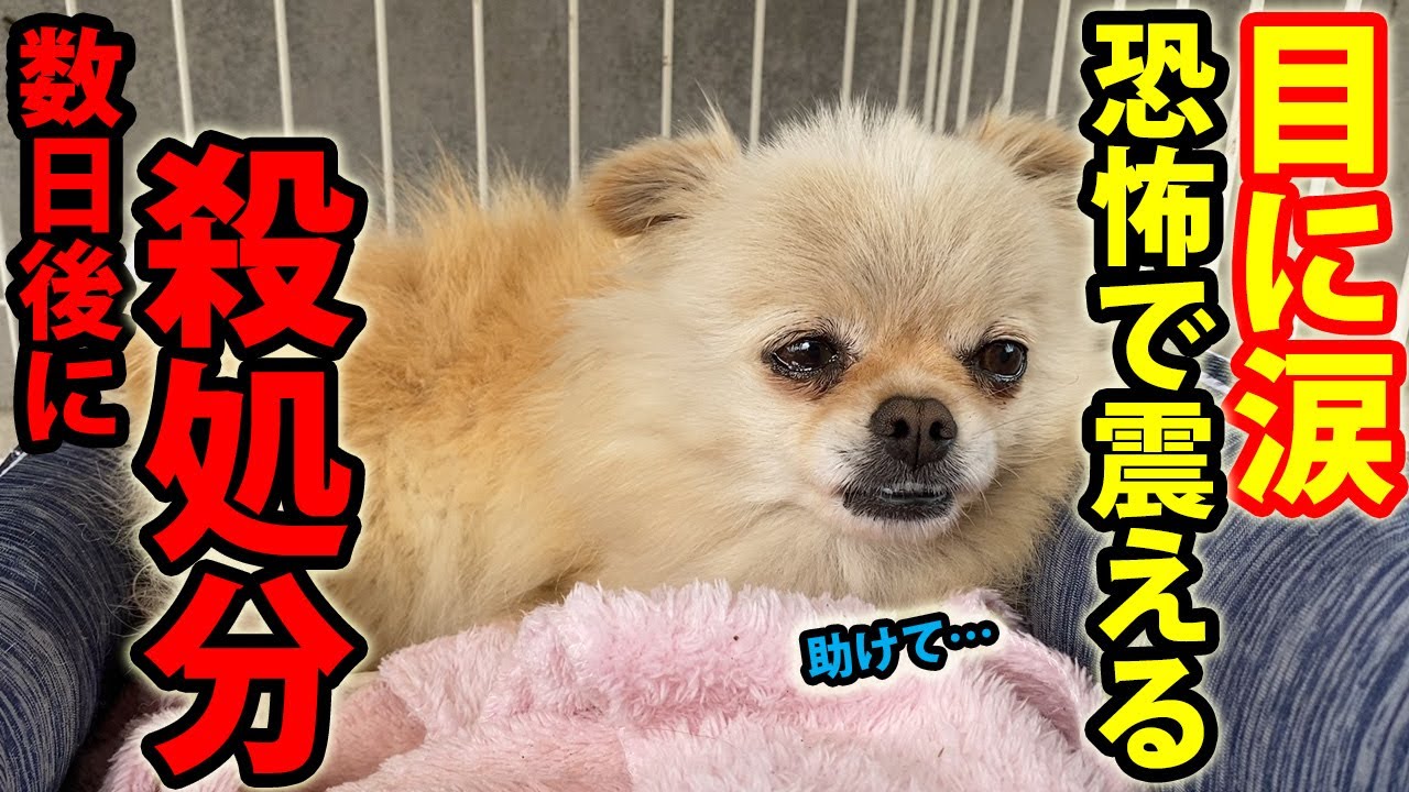 数日後に殺処分されるはずだった捨て犬。恐怖で震えて涙を流す…そして噛む