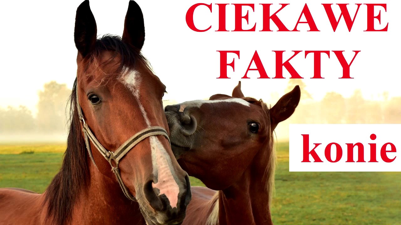 KONIE - ciekawe fakty i informacje