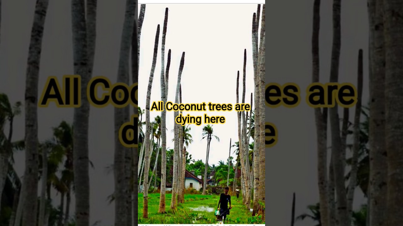1 lac coconut trees died here |whereabouts | Man made Disaster #viral #india #godavari #coconut