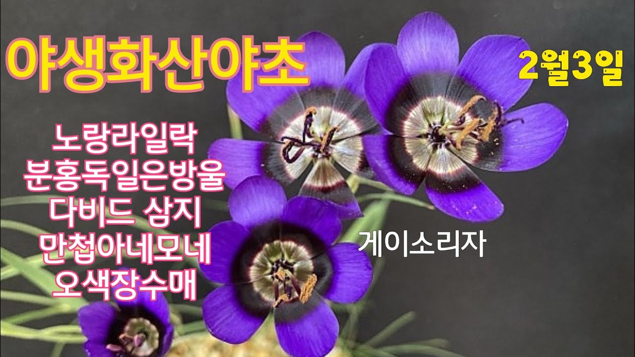 야생화산야초#오색장수매#겹명자#노랑라일락#보탄이찌게#분홍독일은방울#미선나무#