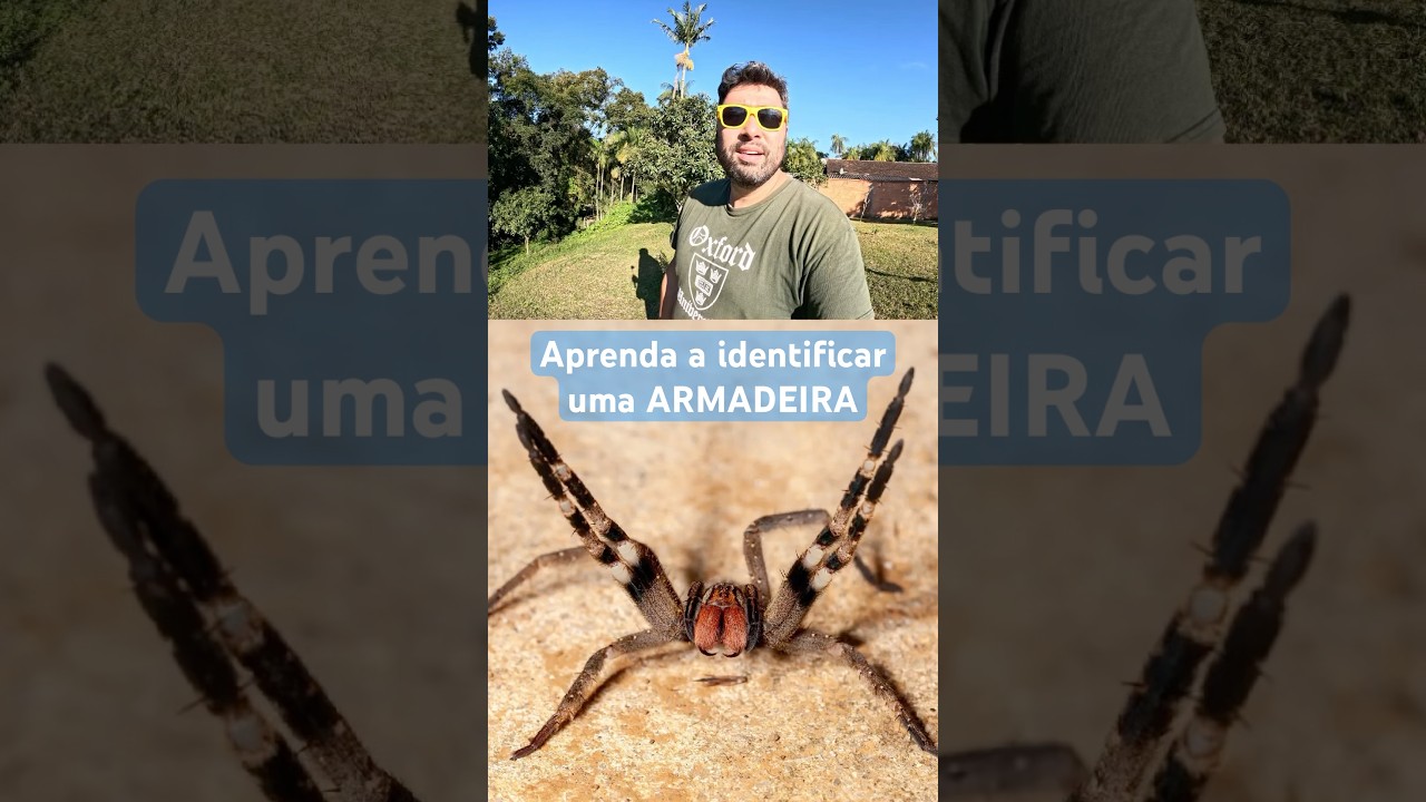 Como identificar uma aranha armadeira (Phoneutria) #aranha #armadeira #veneno #picada