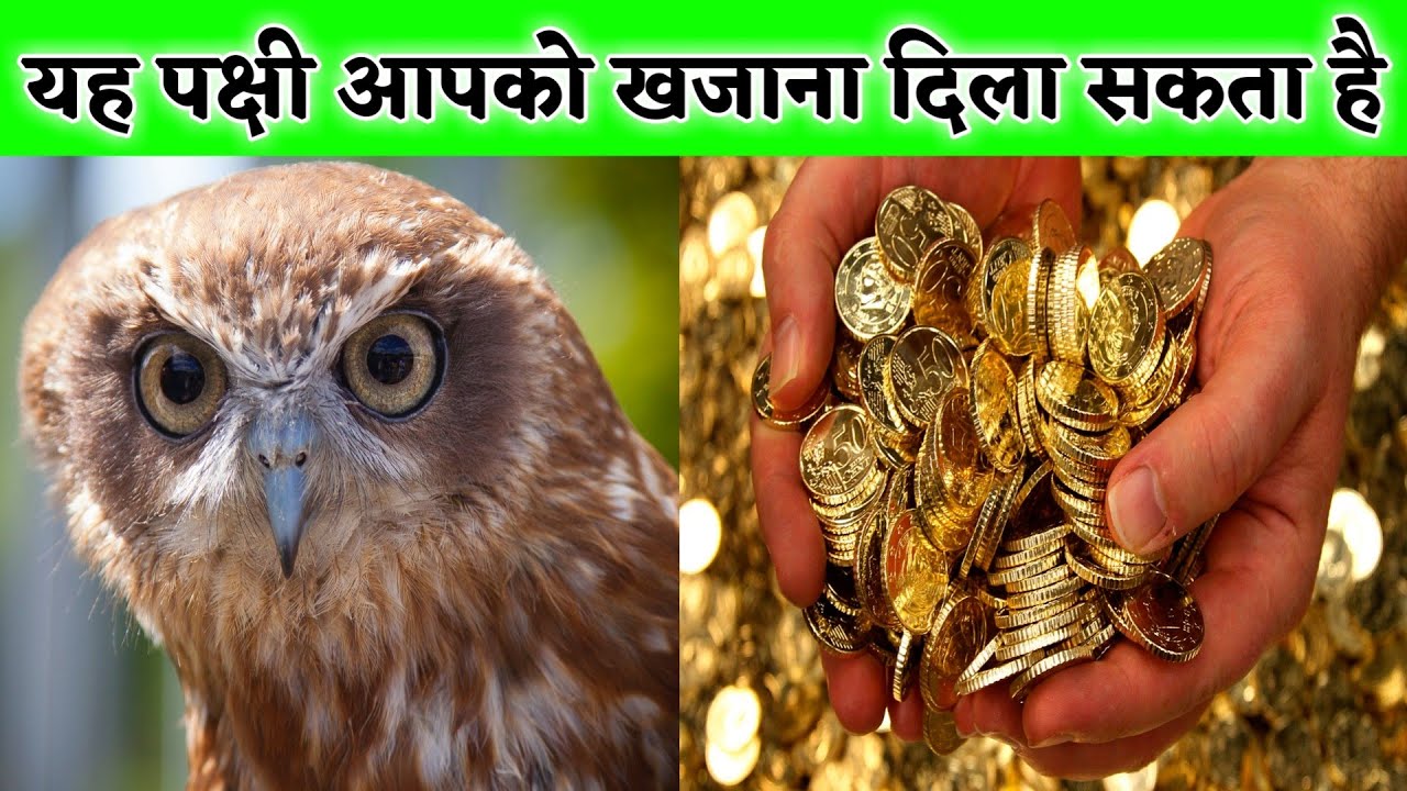 यह तांत्रिक पक्षी आपको खजाना दिला सकता हैं,करोड़पति बन जाओगे,उल्लू से जुड़े रहस्य,नाखून के चमत्कार//