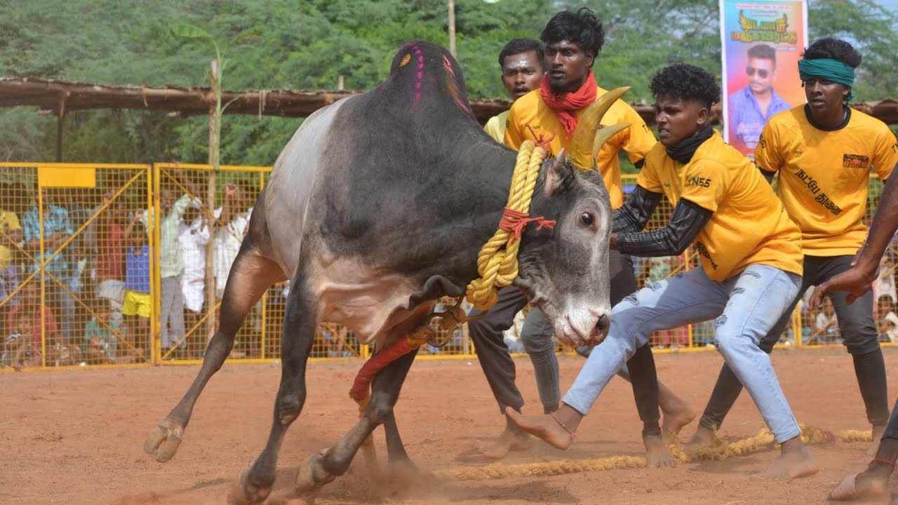 சிவகங்கை சீமை மேலமங்களம் வட மஞ்சுவிரட்டு திருவிழா வீடியோ 05 / Sivangai Melamangalam vadam 2024