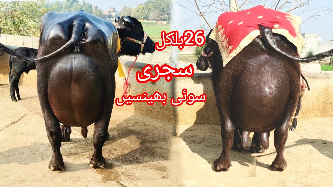 کالا گجر چوہان26بلکل سجری سوئی بھینسیں ایک گاۓ برائے فروخت15فروری2026 apna surkyian channel 
