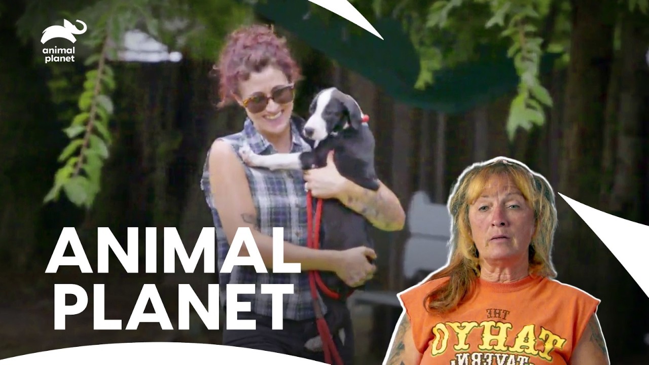 Special DOG for Special CHILD❤️...Mother Adopts a Dog| Pit Bulls & Parolees S8 E4,6,7| Animal Planet