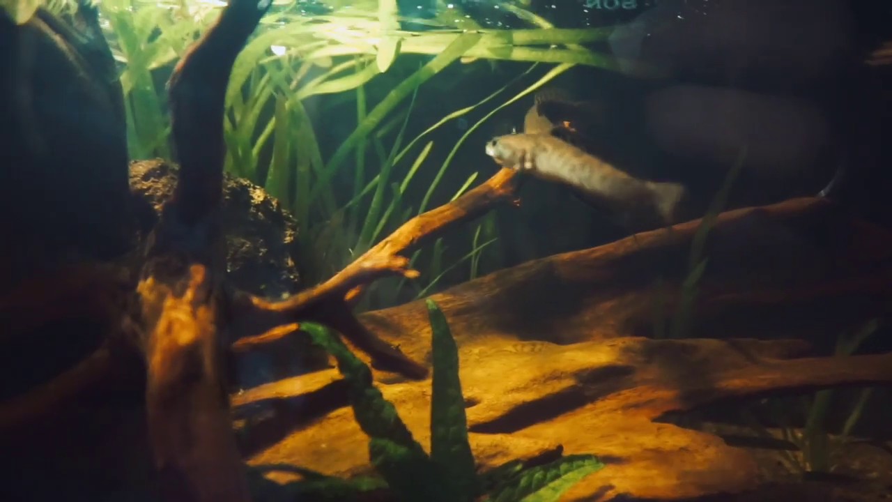 Biotop Tank Setup For Chana Pulchra - Astralian Slow Moving River Theme