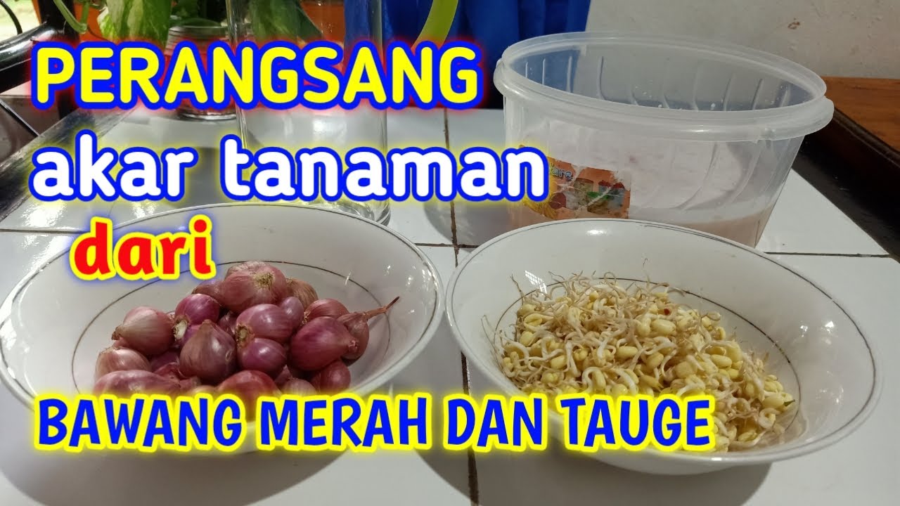 Perangsang Akar Tanaman Dari Bawang Merah Dan Tauge