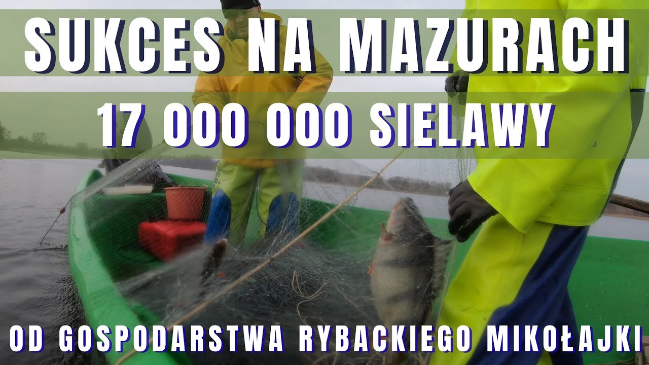 SUKCES Gospodarstwa Rybackiego Mikołajki, które wpuści 17 mln sielaw do Mazurskich Jezior